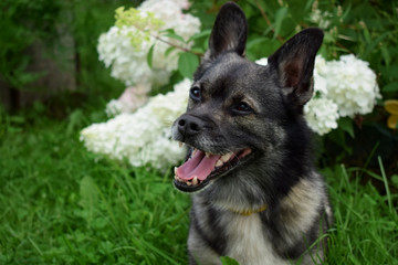 Happy mixed breed dog is sitting in the grass in a garden