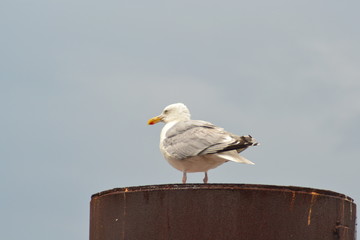 Nordsee und Boot