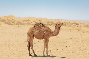 Camel portrait in the Iranian desert 