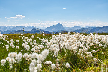 Fototapeta na wymiar Cotton grass Alps Austria