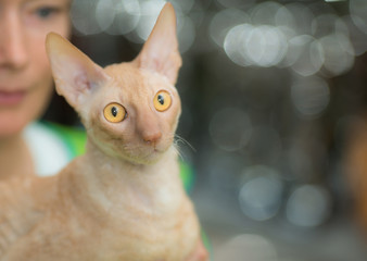 surprised cat of Cornish Rex breed with big eyes look forward