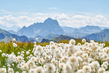Cotton grass Alps Austria
