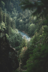 mountain river flows among thick green forest