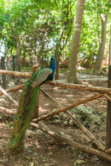 Fototapeta premium Beautiful peacock sitting on a wooden fence against the forest
