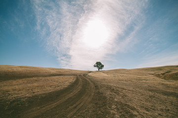  lonely tree among farm fields in the sun