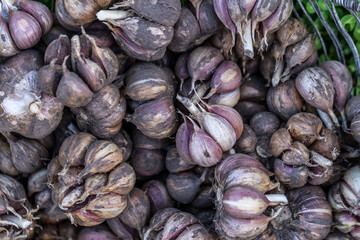 Fototapeta na wymiar Homemade garlic close up. Harvesting of garlic