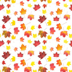 Autumn yellow, orange and red maple leaves isolated on white background, top view, flat layout. Creative seamless pattern. Autumn background.