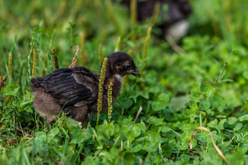 A homemade black chicken runs along the green grass.