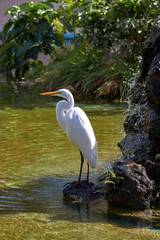 White Heron next to the waterfall