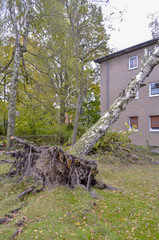 Fototapeta premium Storm damage with fallen birch and damaged house after hurricane Herwart in Berlin, Germany