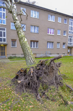 Storm damage with fallen birch and damaged house after hurricane Herwart in Berlin, Germany