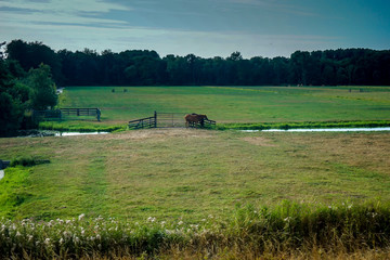 Fototapeta premium Netherlands, South Holland, a herd of cattle standing on top of a lush green field