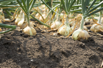 The onion is grown on the soil in the plots. Productivity of Thai farmers.