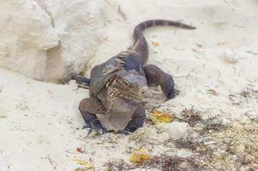 Large scaly Iguana close-up against a background of sand