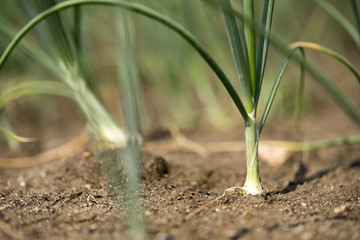 Close up Spring onion planted on the soil of Thai farmers.