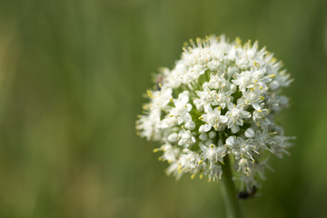 Close up white onion flower of Thai farmers. To seed the next breeding season.