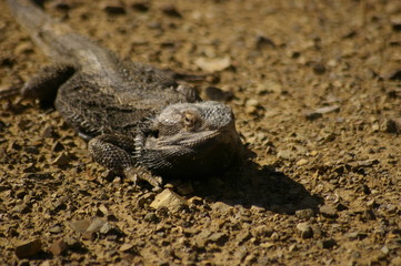Wild Bearded Dragon lizard sunning on a dirt road in rural New South Wales, Australia