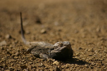 Wild Bearded Dragon lizard sunning on a dirt road in rural New South Wales, Australia