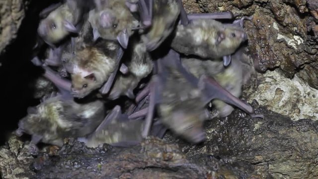 Large colony of Antillean fruit-eating bats in a cave on the Caribbean island of Antigua