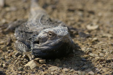 Wild Bearded Dragon lizard sunning on a dirt road in rural New South Wales, Australia