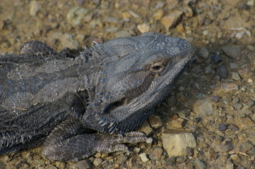 Wild Bearded Dragon lizard sunning on a dirt road in rural New South Wales, Australia