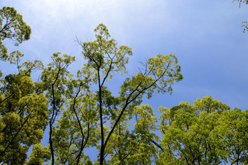 青空と木立と新緑