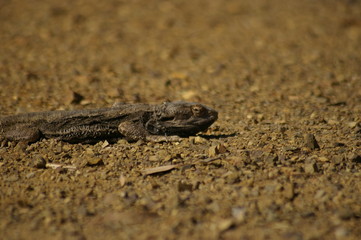 Wild Bearded Dragon lizard sunning on a dirt road in rural New South Wales, Australia