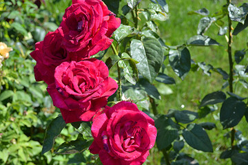 rose, flower, red, nature, love, garden, beauty, roses, beautiful, green, pink, bouquet, flora, bloom, bloom, floral, plant, flowers, romance, leaf, valentine