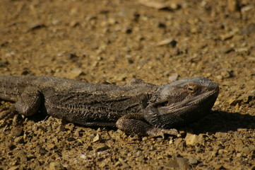 Obraz premium Wild Bearded Dragon lizard sunning on a dirt road in rural New South Wales, Australia