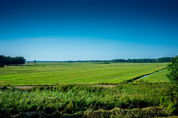 Obraz premium Netherlands, South Holland, a close up of a lush green field