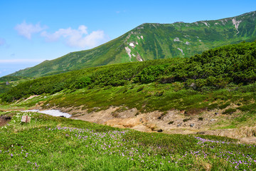 当麻岳とエゾコザクラ