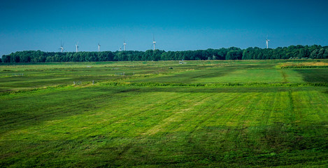 Netherlands, South Holland, a close up of a lush green field
