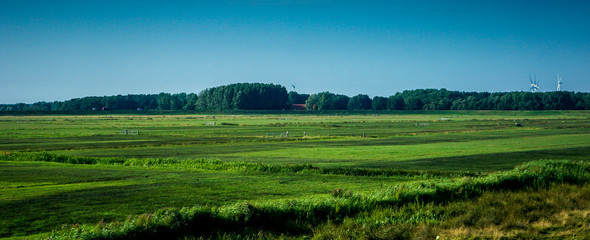 Fototapeta na wymiar Netherlands, South Holland, a herd of sheep walking across a lush green field