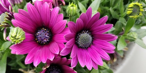 Obraz premium Macro ofvibrant purple flowers.