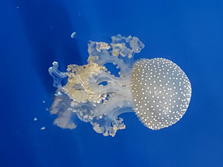 Fototapeta na wymiar jellyfish in aquarium