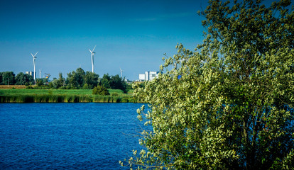 Netherlands, South Holland, a tree next to a windmill