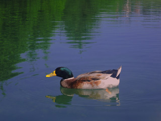 Duck in the lake