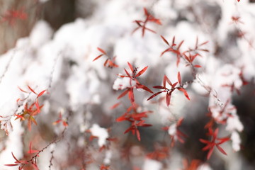 雪の中の赤い葉