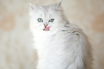 A cute cat breeds a British chinchilla.