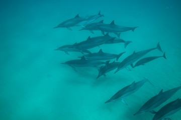 Swimming with a pod of dolphins in beautiful blue tropical water