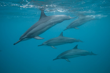 Fototapeta premium Swimming with a pod of dolphins in beautiful blue tropical water