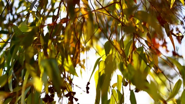 Green and orange leaves with bright background.