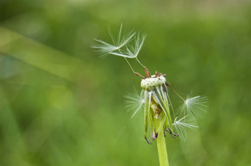 Green fresh background with dandelion finished blooming