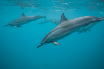 Swimming with a pod of dolphins in beautiful blue tropical water