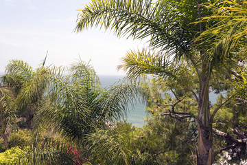 Fototapety  Trees, plants and palms and an ocean in Malibu, California