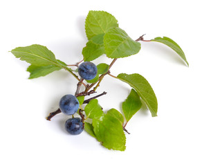 Prunus spinosa or blackthorn, or sloe. Isolated twig with fruit