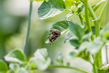 two Colorado beetles sitting on a green potato leaf