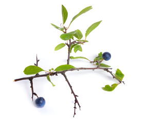 Prunus spinosa or blackthorn, or sloe. Isolated twig with fruit