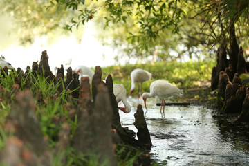 American white ibis