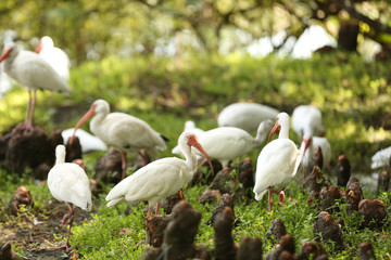 American white ibis